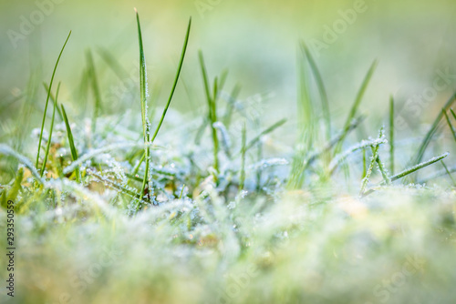 frosy ice on green grass