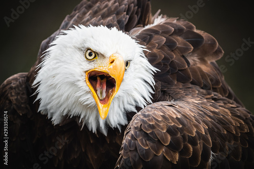 Weißkopf Seeadler 
