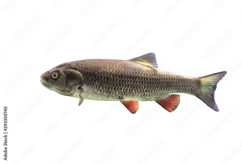 Fish chub on white background isolated Fish chub on white background isolated