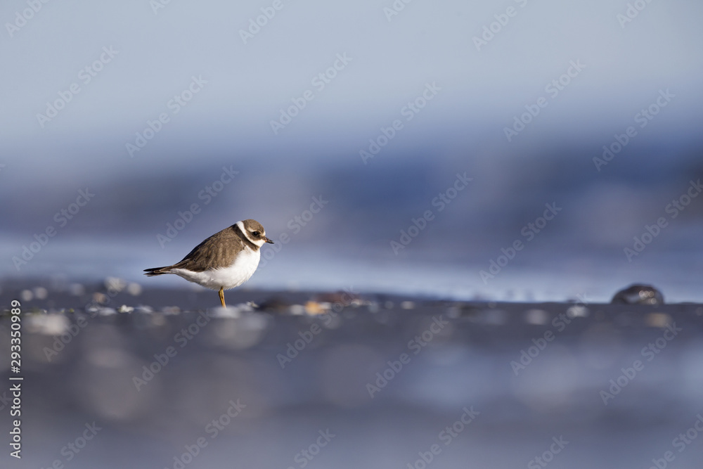 A juvenile common ringed plover (Charadrius hiaticula) resting and foraging during migration on the beach of Usedom Germany. A juvenile common ringed plover (Charadrius hiaticula) resting and foraging during migration on the beach of Usedom Germany.