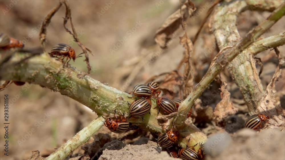 Some colorado potato beetles sitting on twigs Some colorado potato beetles sitting on twigs