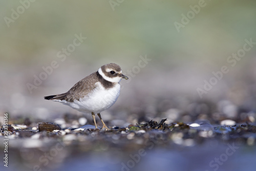 A juvenile common ringed plover (Charadrius hiaticula) resting and foraging during migration on the beach of Usedom Germany.
