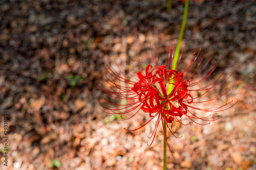 cluster amaryllis