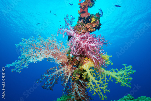 Soft coral of sunken ship
