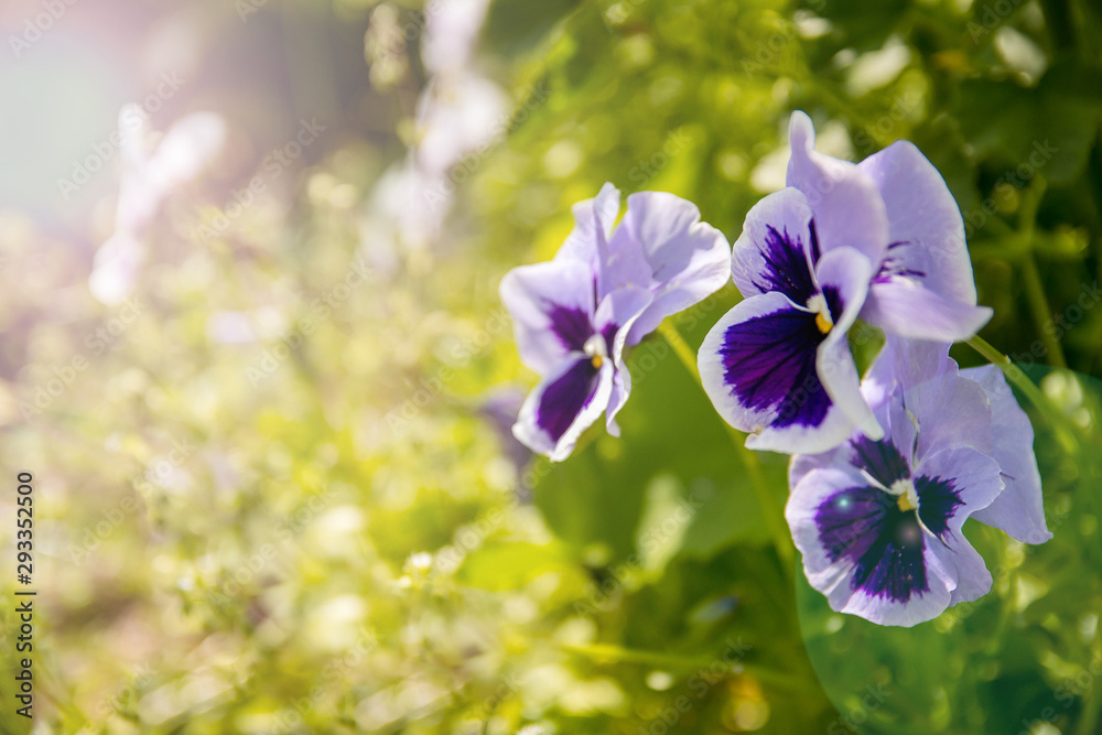 violet tricolor. Three purple and lilac flowers. violet tricolor. Three purple and lilac flowers.