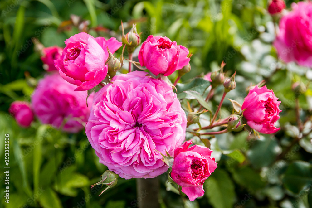 Pink rose Bush with a large flower and small buds