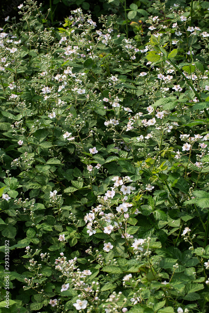 Fototapeta premium Blossoming Blackberry shrub (Rubus sp.)