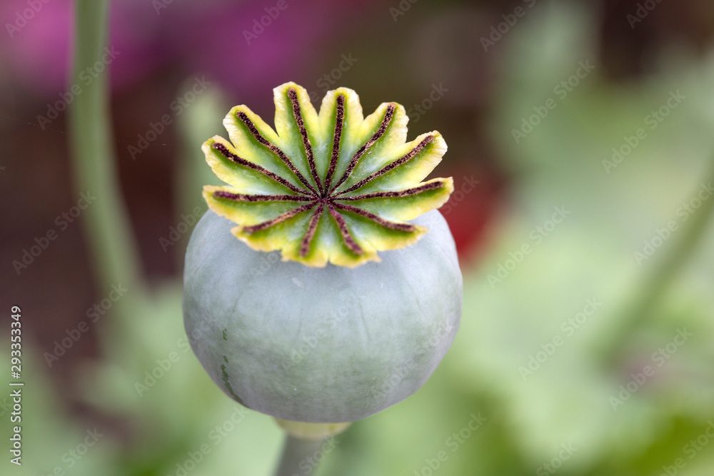 Seed capsule of Opium Poppy (Papaver somniferum) Stock Photo Adobe Stock