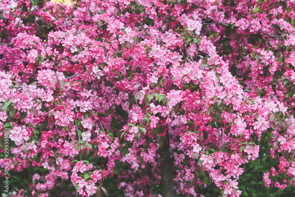 flowering tree with pink flowers