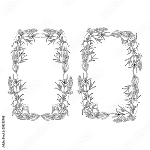 Herbal frame, vector hand drawn graphic assorted herbs and old style frame on a paper