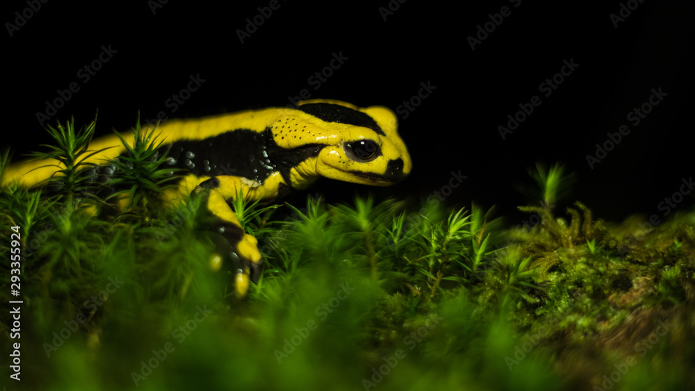 Fototapeta premium Salamandre Tachetée