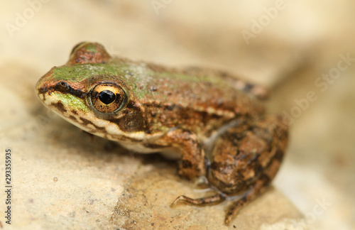 Wasserfrosch photo