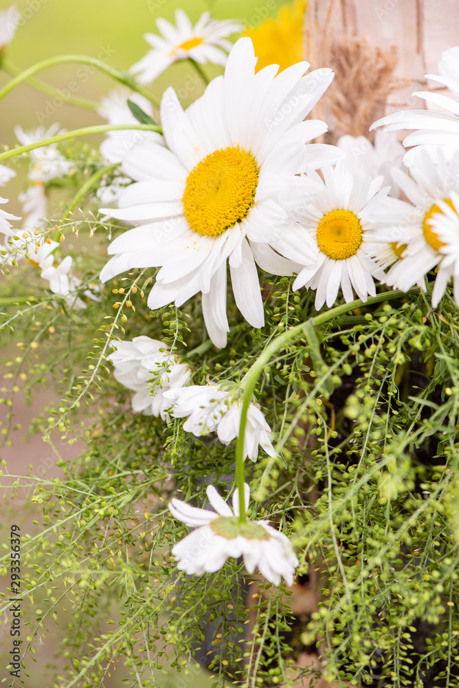 Obraz premium Large beautiful daisies in a festive bouquet close-up