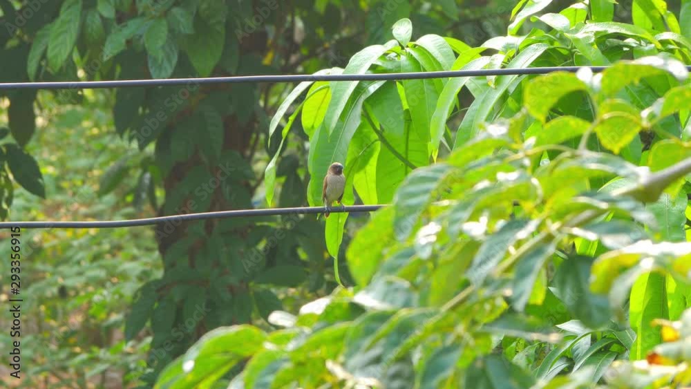 Scaly-Breasted Munia Bird Perching on Electric Wire and Nature Background Scaly-Breasted Munia Bird Perching on Electric Wire and Nature Background