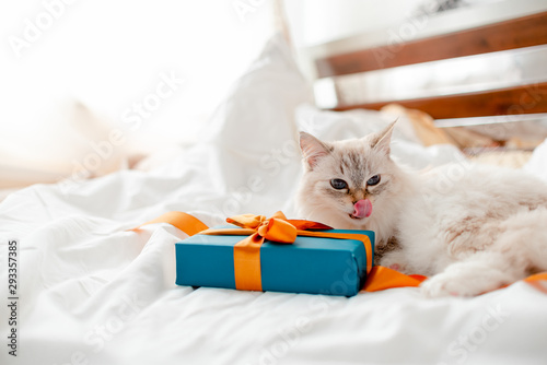 Fluffy kitten with presents, bows and ribbons. Top horizontal view. Christmas and New year concept copyspace