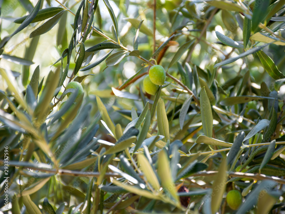 Fototapeta premium Close up of an olive tree with fresh olives