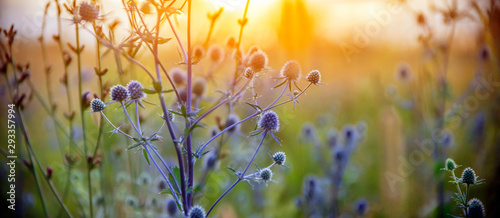 Healing herbs. Eryngium planum. Blue Sea, violet holly healthcare flowers. soft focus, macro view photo