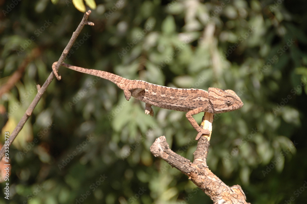Chameleon species in extinction in malaga on a branch