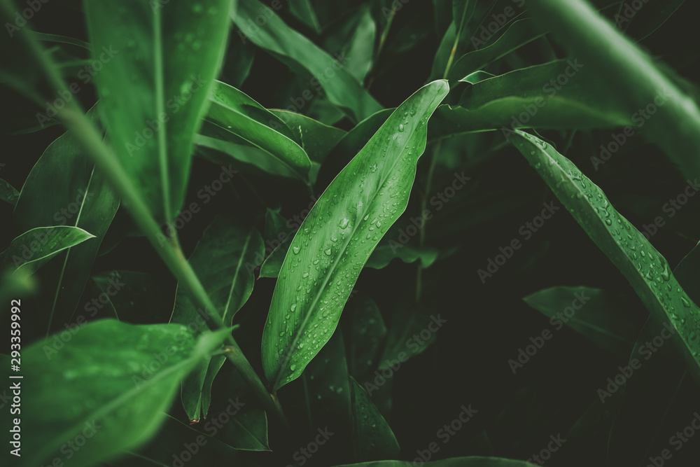 Tropical nature green leaf texture abstract background. Tropical nature green leaf texture abstract background.