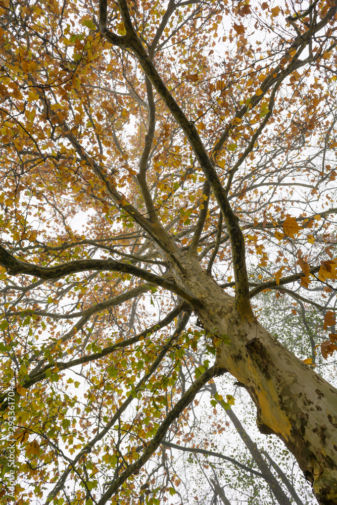 Colorful maple tree top view of low angle. Colorful maple tree top view of low angle.