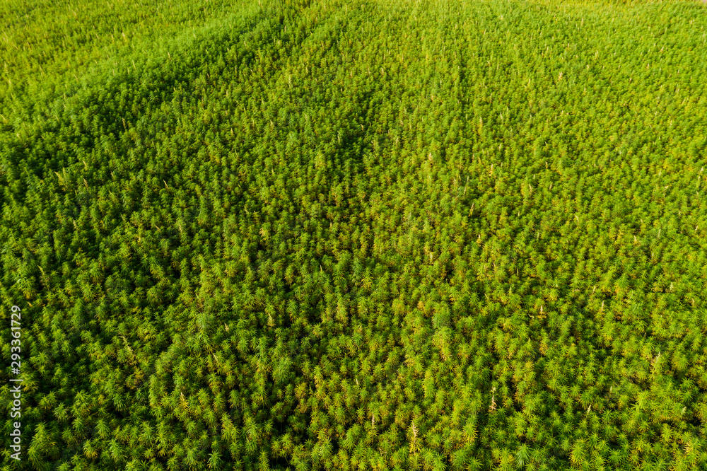 Wide Aerial view of a beautiful marijuana CBD hemp field Wide Aerial view of a beautiful marijuana CBD hemp field