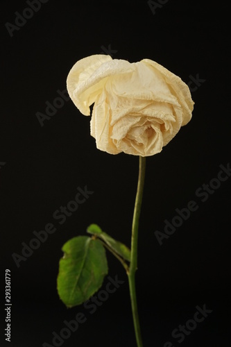 白　バラ　薔薇　ばら　一輪　黒バック　黒背景　マクロ　接写　枯れた　しおれた
