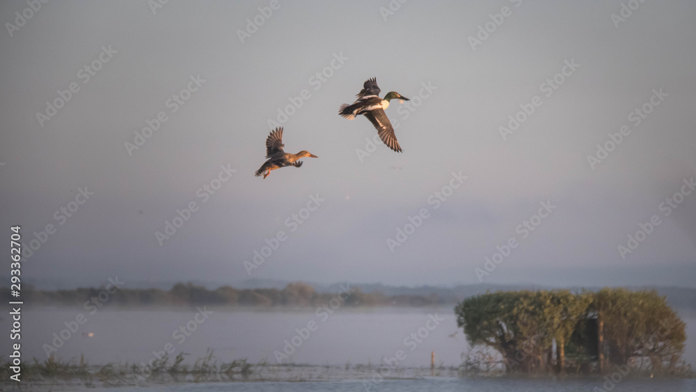 Canard Souchet