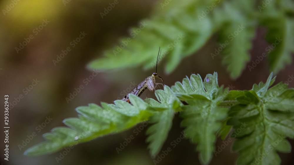 Fototapeta premium Insecte Macro