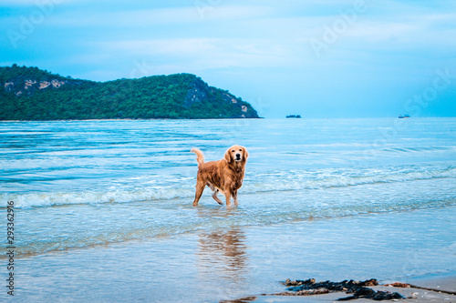 golden retriever dog relaxing, playing in the sea for retirement or retired. abstract relaxing happy vacation holiday.