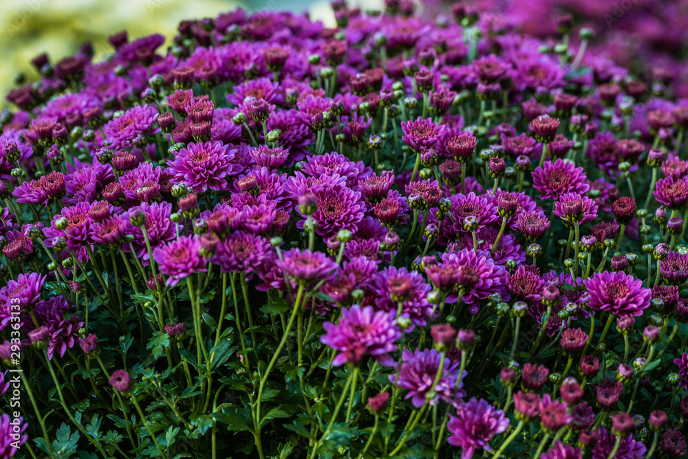 Picture of pretty chrysanthemum flowers close-up at park