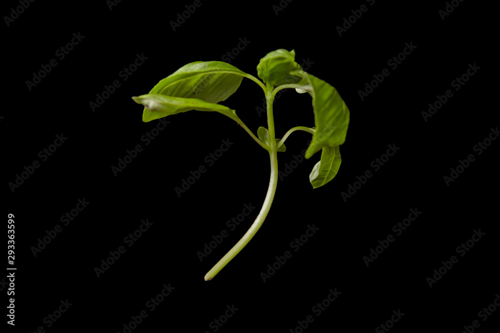 fresh basil on a black background fresh basil on a black background