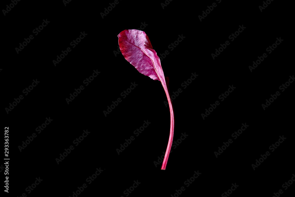 fresh basil on a black background fresh basil on a black background