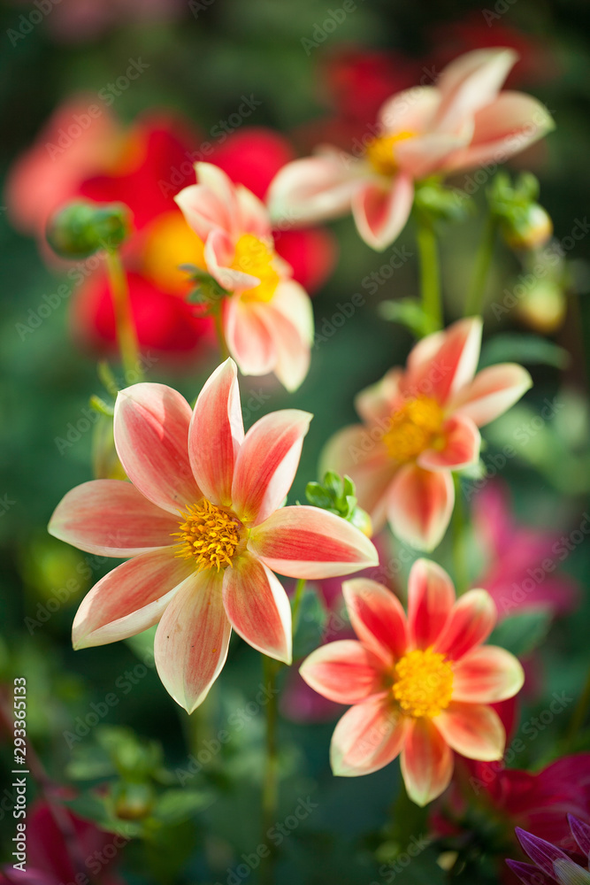 Fototapeta premium dahlia