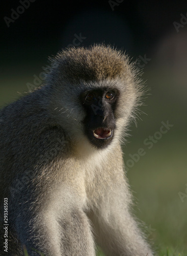 Vervet Monkey portrait near Lake Naivasha,Kenya,Africa