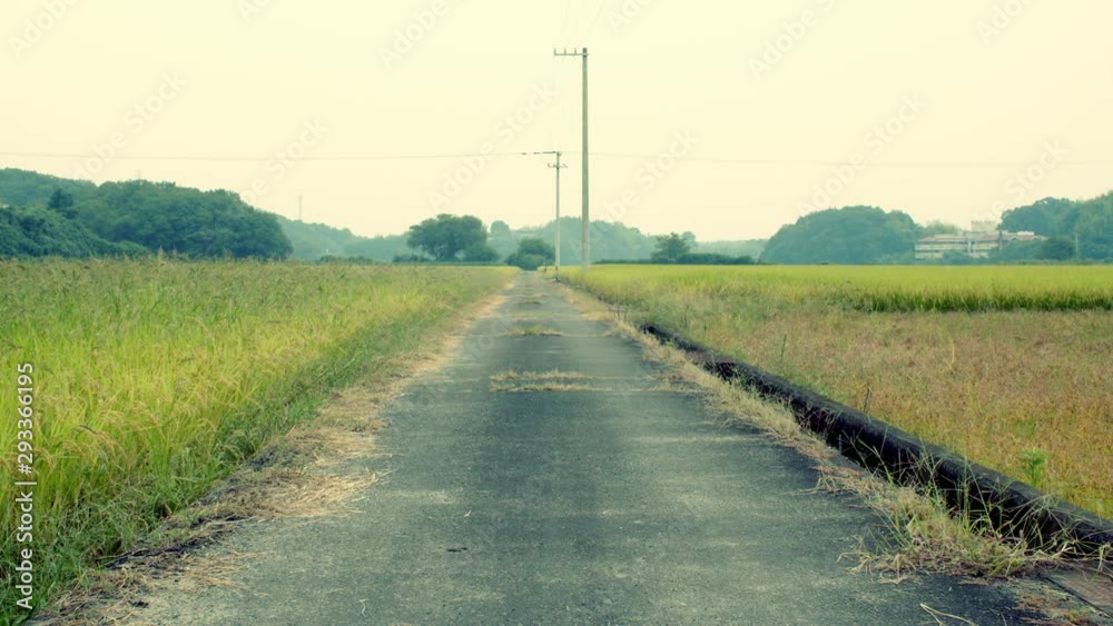 稲穂の中の真っ直ぐに伸びる道路02