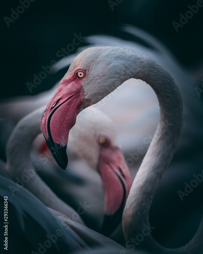 flamingo portrait group