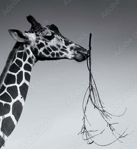 giraffe portrait eating