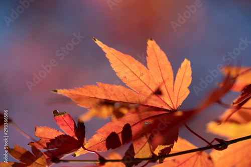 fall leaves colors