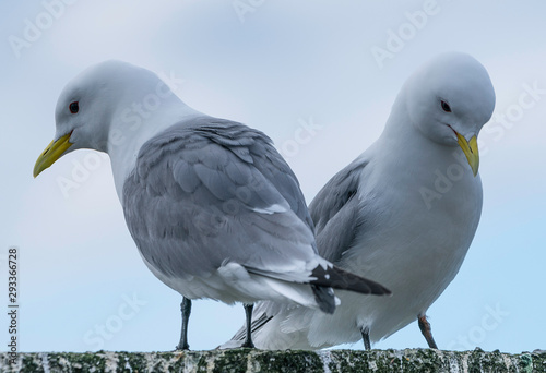 seagulls pair couple