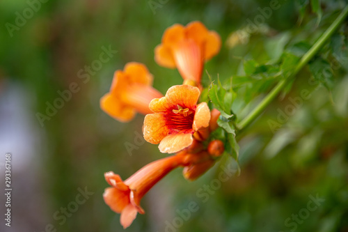 Flowers of the trumpet vine or trumpet creeper Campsis x hybrida background in blossom. Soft focus