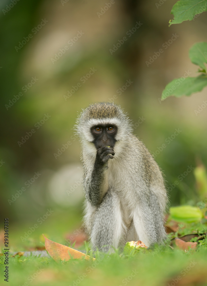 Vervet Monkey Portrait near Lake Naivasha,Kenya,Africa Vervet Monkey Portrait near Lake Naivasha,Kenya,Africa