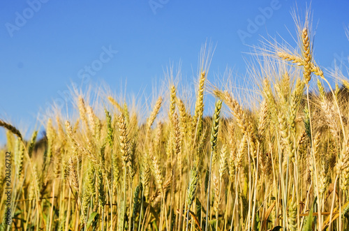 Beautiful barley field wait for harvest