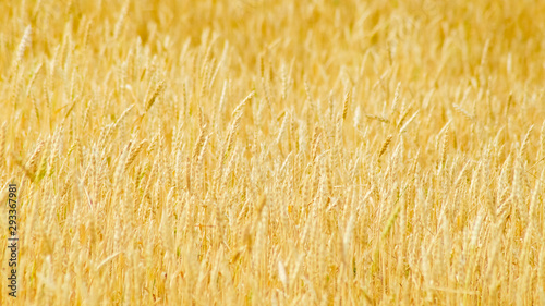 field of ripe wheat at sunset harvesting agriculture