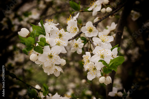 Spring Flowers on Fruit Trees