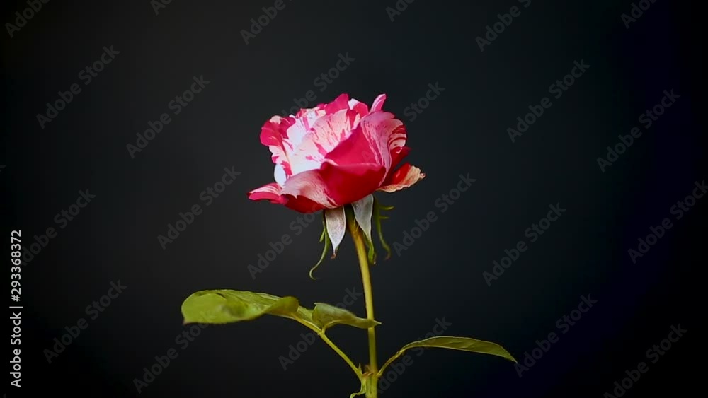 two-tone white with red rose on a black