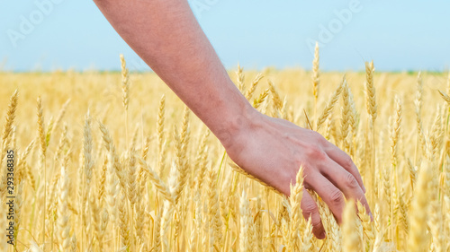 farmer s hand in the field checks the readiness of ripe wheat at sunset harvesting agriculture
