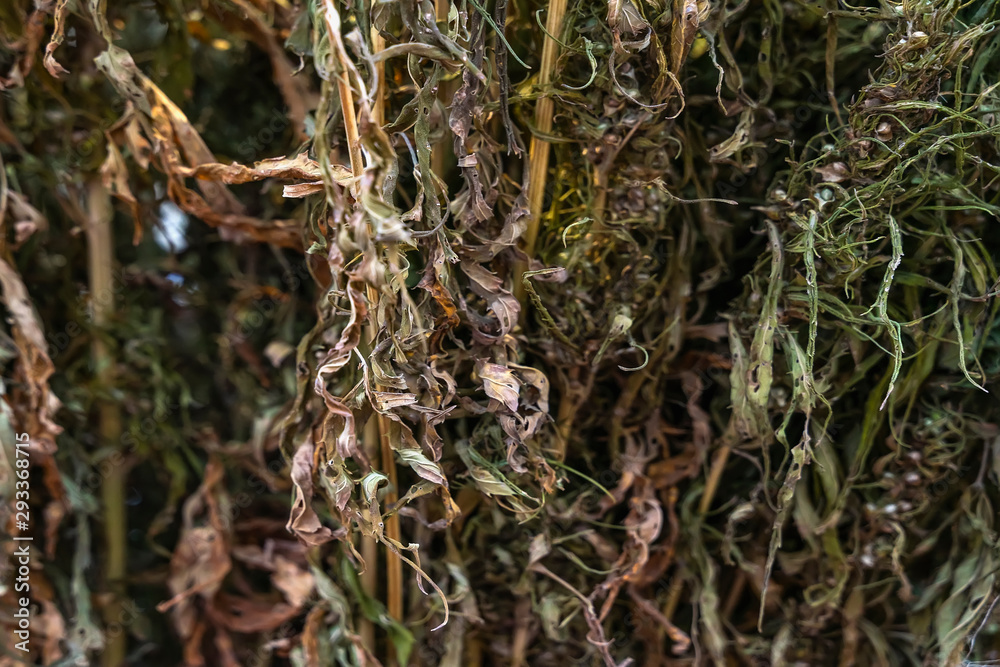 Branches of dry grass hemp for commercial and industrial products, natural background Branches of dry grass hemp for commercial and industrial products, natural background