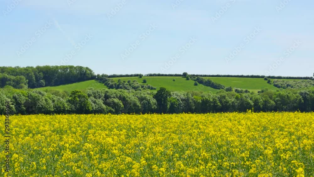 4K British farmers field of yellow wild flowers in a Great Britain countryside green grass meadow. 4K British farmers field of yellow wild flowers in a Great Britain countryside green grass meadow.