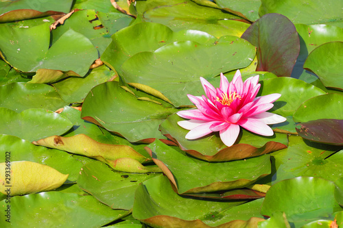 Pink water lily or lotus flowers in a pond, green leaves. Nymphaea