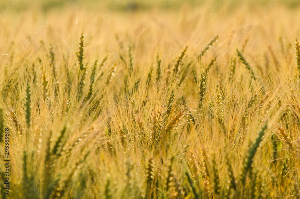 Beautiful barley field wait for harvest Beautiful barley field wait for harvest